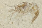 Two Cretaceous Fossil Shrimp - Lebanon #349681-1